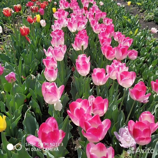 Луковицы тюльпанов