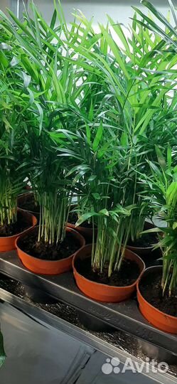 Пальма Хамедорея 45см
