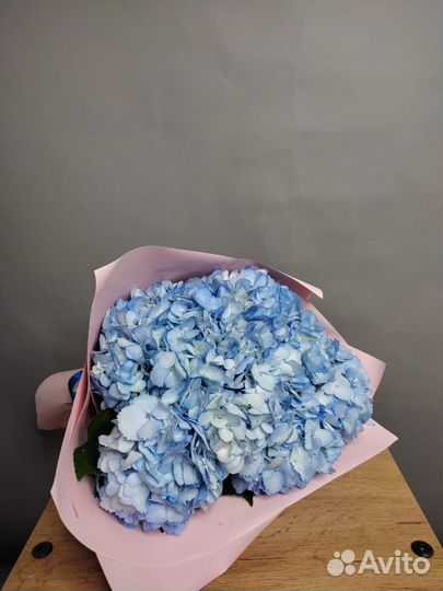 Гортензии изысканные