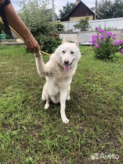 Собака лайка