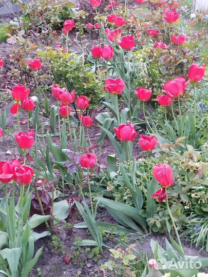 Луковицы тюльпанов