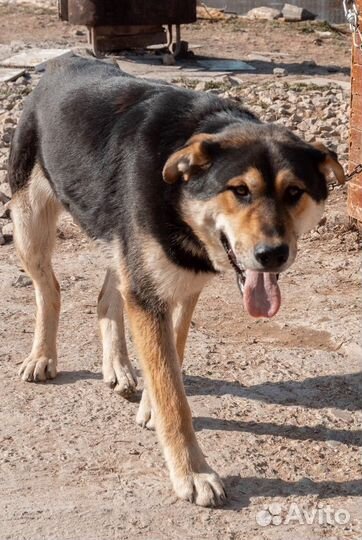 Метис хаски и лабрадора