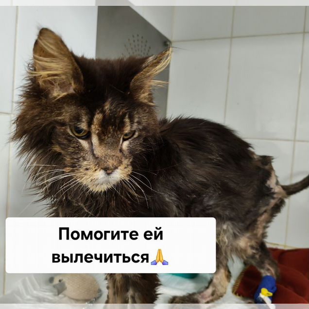 Мейн-кун, взрослая кошка