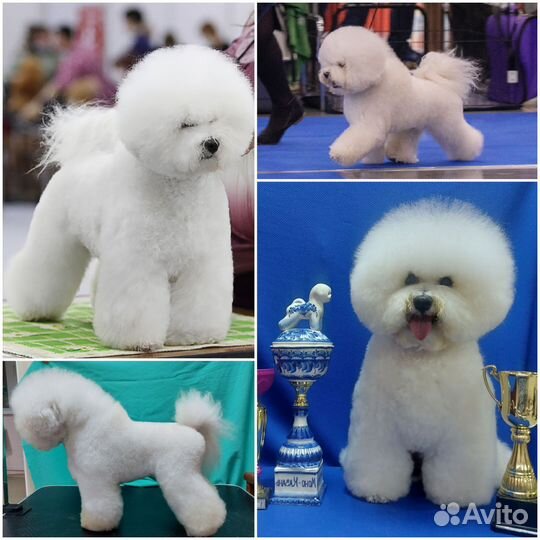 Шикарная девочка для выставок Бишон Фризе