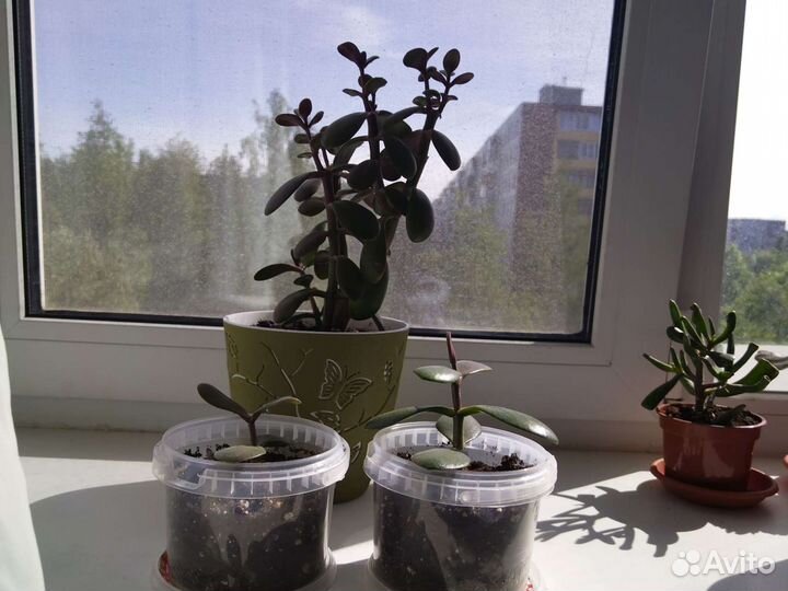 Крассула толстянка