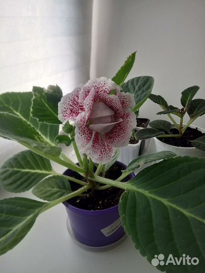 Глоксиния махровая