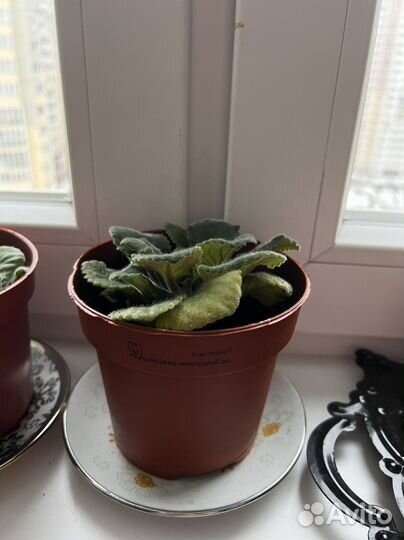 Комнатные растения цветы