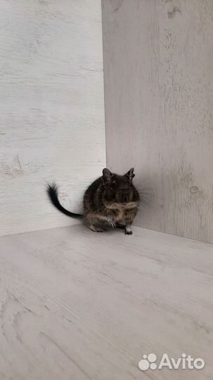 Чилийские белки дегу