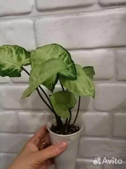 Сингониумы разные