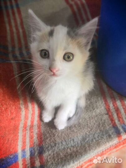 Котята бесплатно