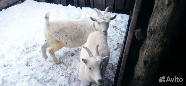 Цыплята брама