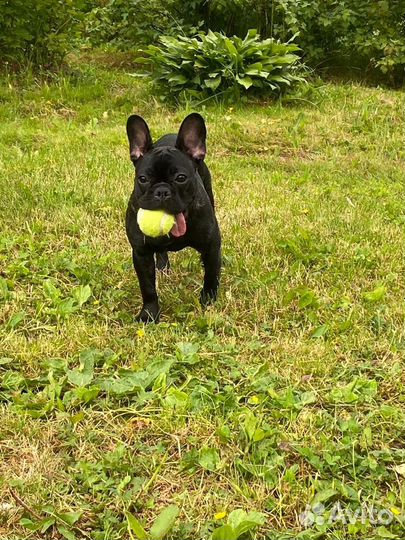 Французский бульдог девочка