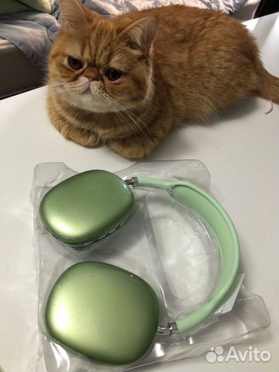 Вязка экзотическая короткошёрстная