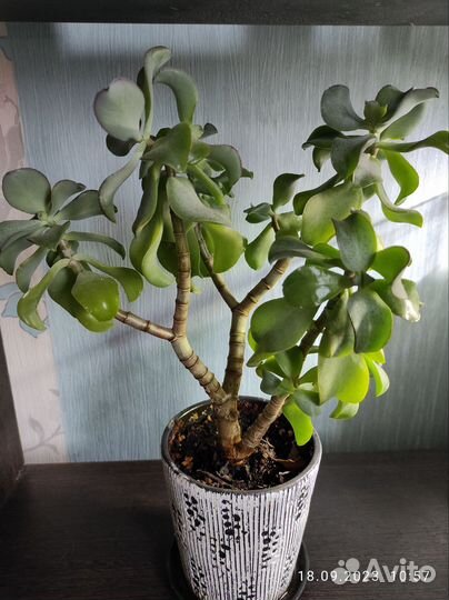 Суккуленты, (денежные деревья и т. д)