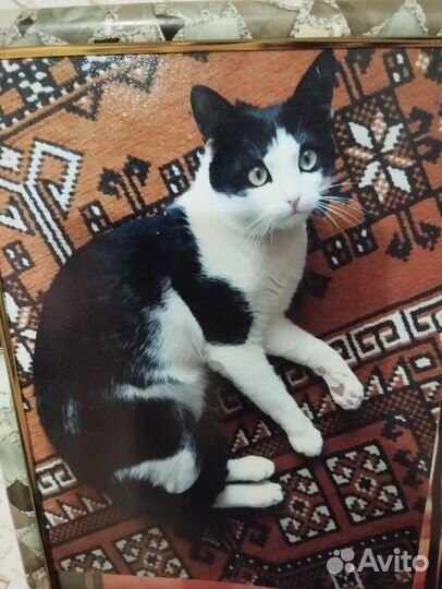 Кошка в дар