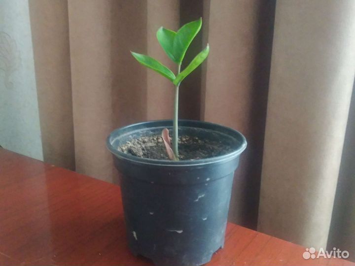 Замиокулькас