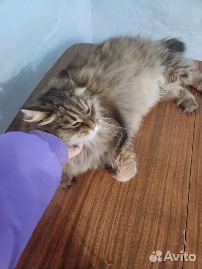 Кот в добрые руки