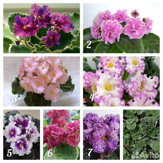 Фиалка стартеры