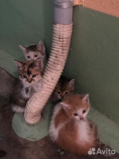 Котята в добрые руки 3 шт