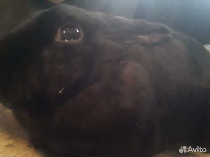 Кролики мясные