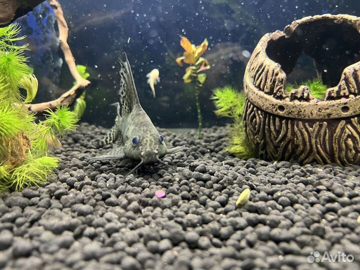 Сом Синодонтис