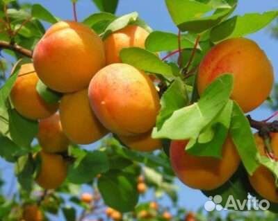 Абрикос зимостойкий