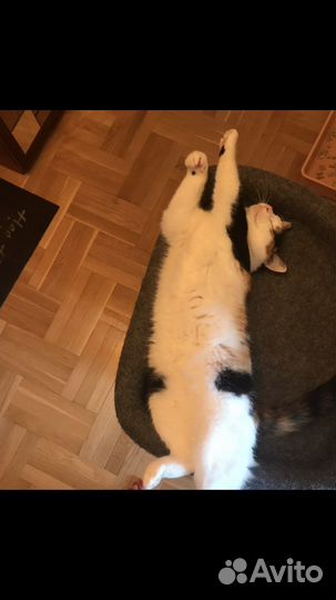 Передержка собак/кошек