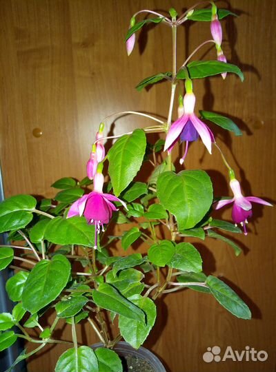 Черенки фуксии