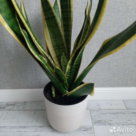 Сансевиерия сортовая
