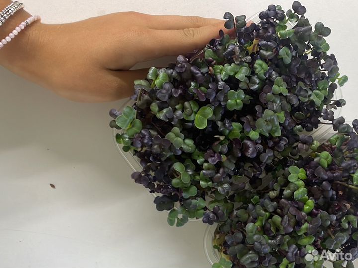 Семена для микрозелени