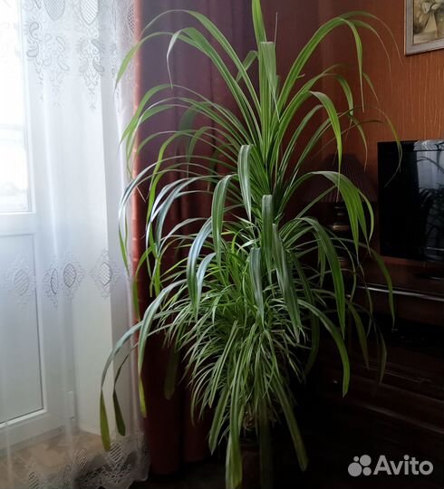 Пальма панданус