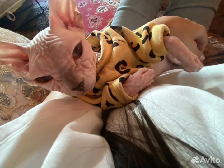 Донской сфинкс вязка