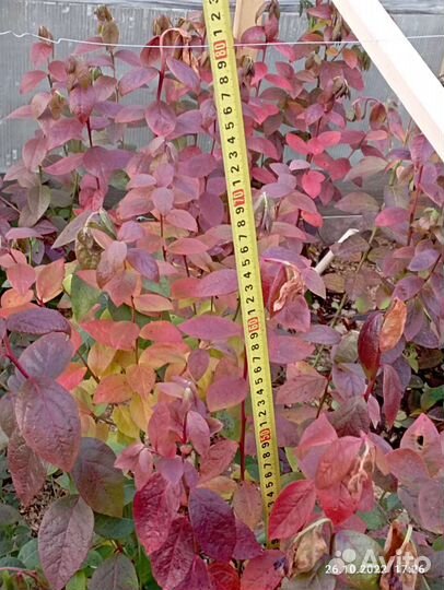 Саженцы голубики