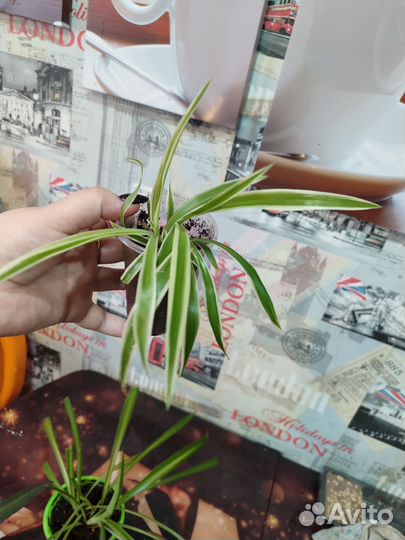 Домашние растения цветы