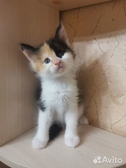 Котята мейн-кун