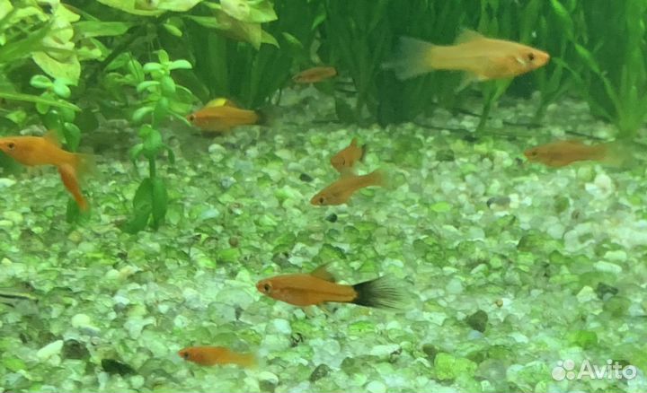 Аквариумные рыбки