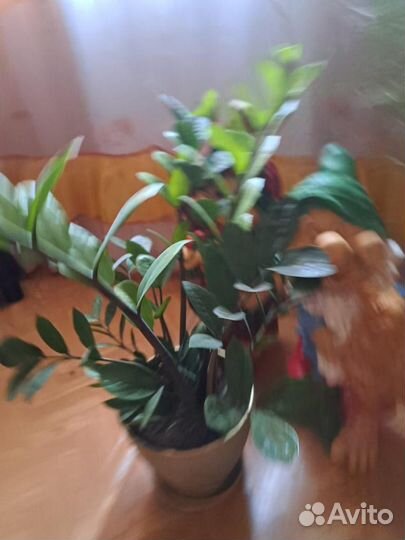 Комнатные растения цветы