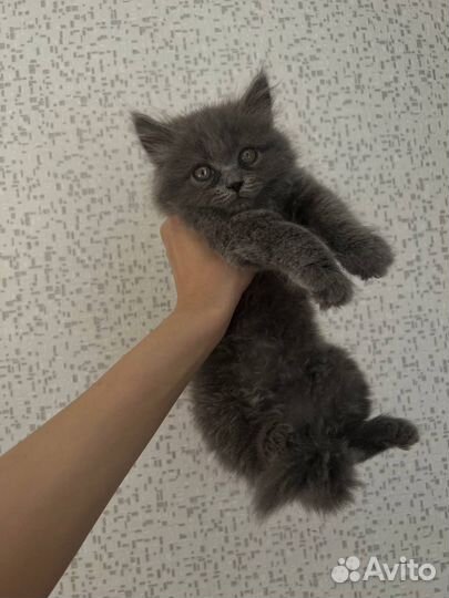 Шотландская кошка