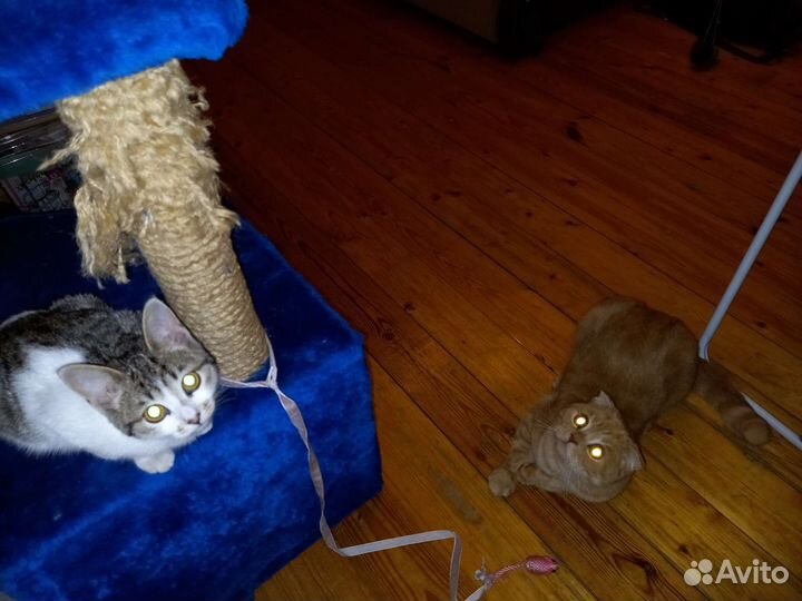 Кошечка в добрые руки