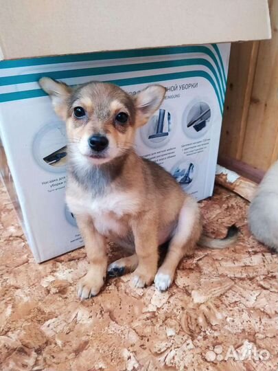 Позитивные щенки в дар