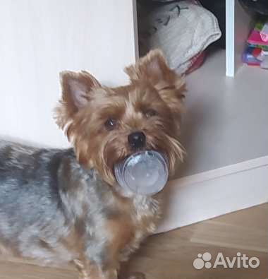 Йоршский терьер