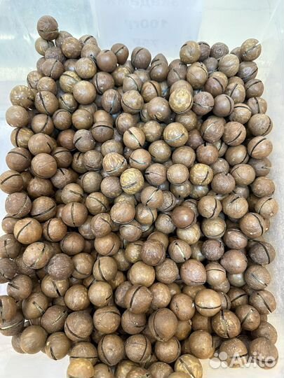 Кедровый орех очищение свежый урожай 2022 года