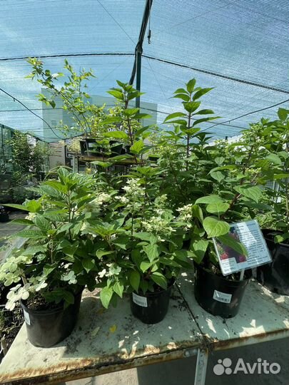 Гортензия саженцы