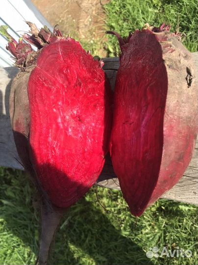 Свёкла свежый урожай