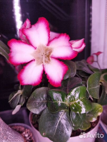 Адениум барашек