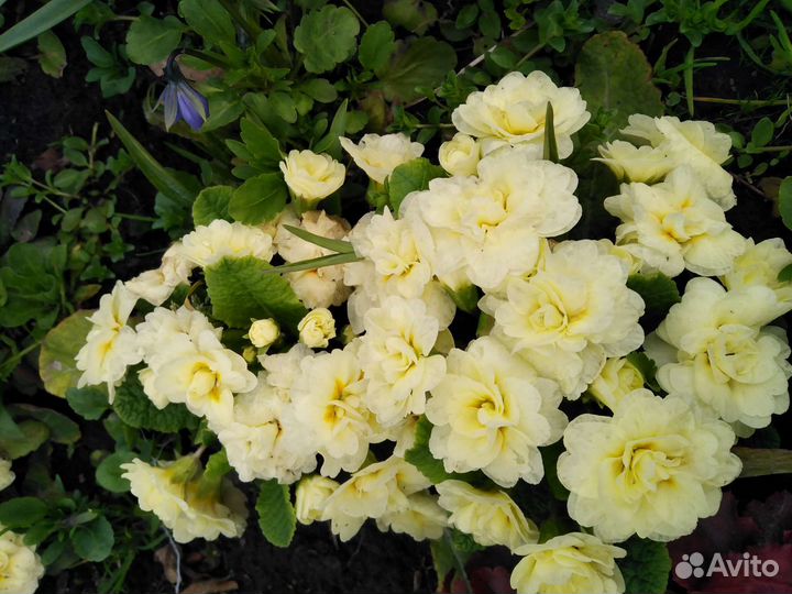 Примула махровая