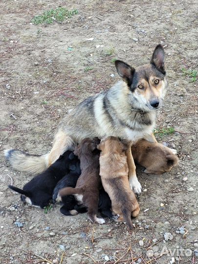 Щенки дворяне