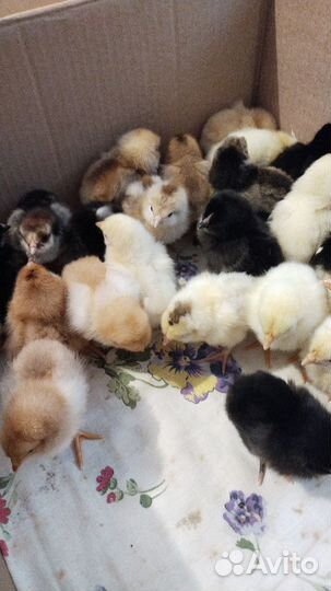 Цыплята несушки