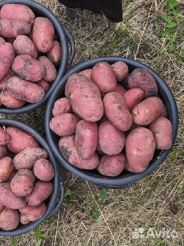Продам картофель с доставкой
