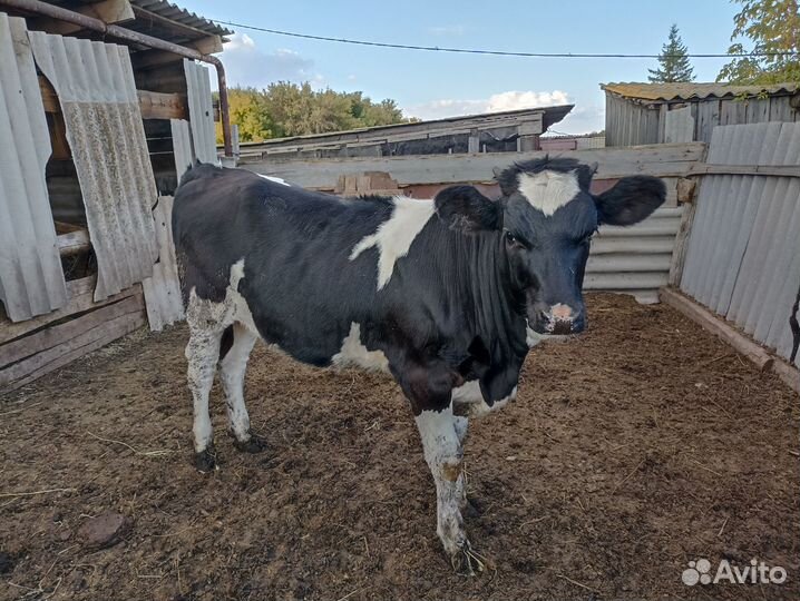 Тёлка на племя